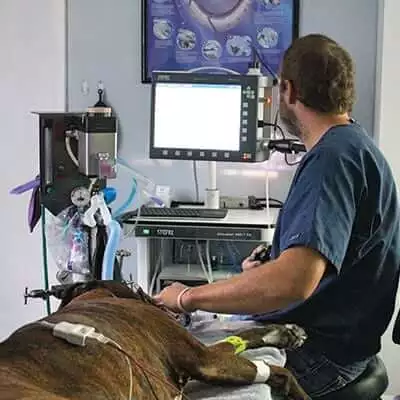 veterinarian with patient