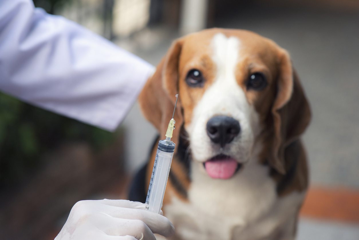 dog vaccinations in newburgh and boonville, in