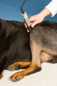 laser therapy for dogs in warrick county, in