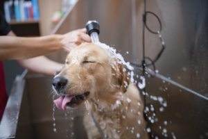 spotting and treating fleas on dogs
