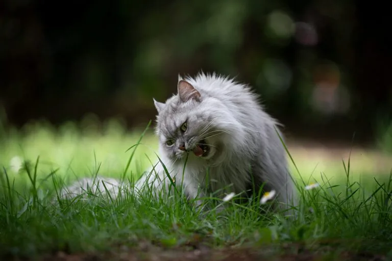 Cat Hairballs Why They Happen and How to Handle Them in Warrick County