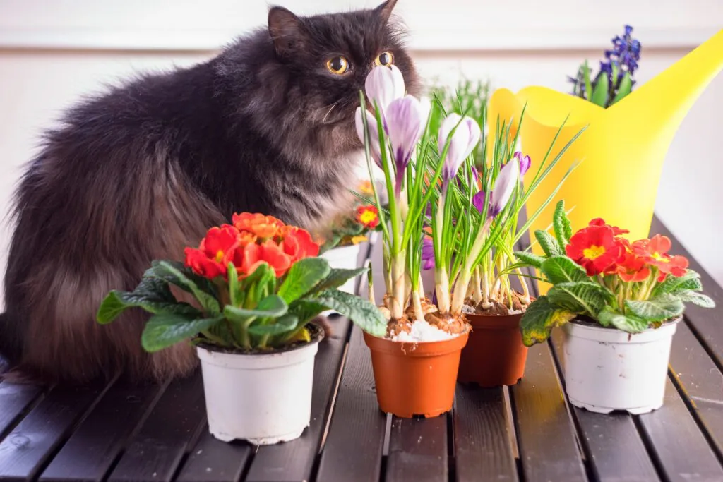 Ultimate List of Toxic Plants for Cats - Warrick Veterinary Clinic