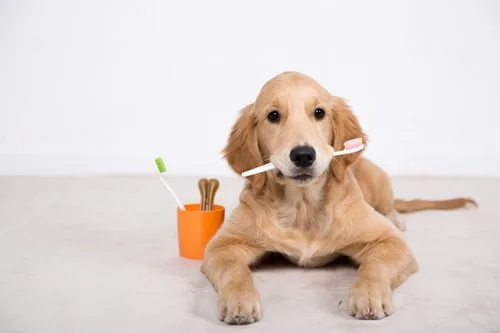 dog-holding-toothbrush-in-mouth-laying-next-to-cup-with-toothbrush-and-dental-chew