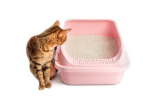 Is Your Cat Pooping Outside the Litterbox? Here are Reasons Why and