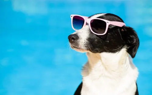 dog-sitting-by-a-pool-with-sunglasses-covering-its-eyes