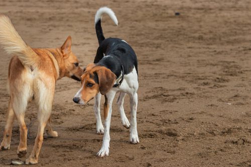 two-dogs-at-a-park-sniffing-each-other