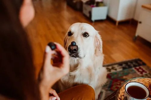 golden-retriever-sitting-with-blueberry-on-its-nose-while-female-owner-holds-another