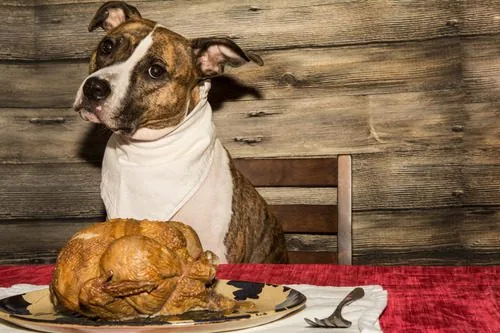 dog-sitting-at-table-in-front-of-turkey-dinner