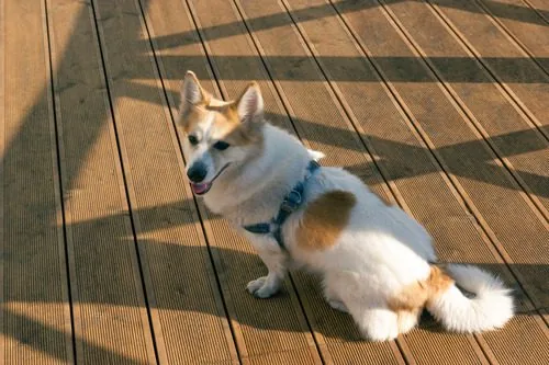 Corgi-sits-on-a-decking-floor-in-the-shade-on-a-sunny-day