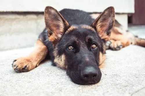 close-up-of-german-shepherd-dog-laying-on-the-ground