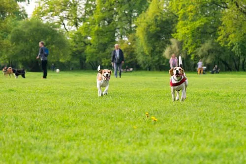 dogs-playing-in-open-field