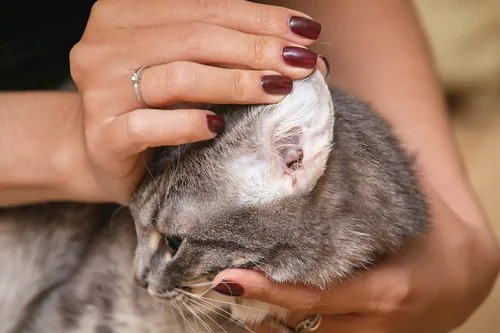 female-owner-examining-cat's-dirty-ear