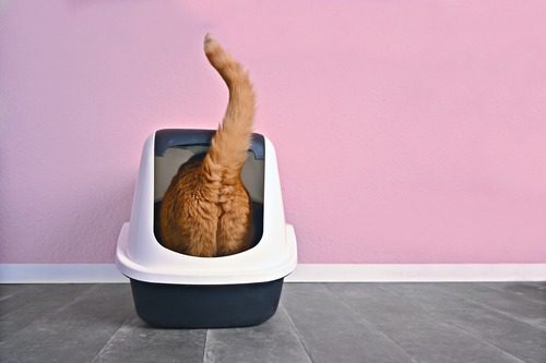 orange-cat-in-litter-box-with-rear-end-facing-the-camera
