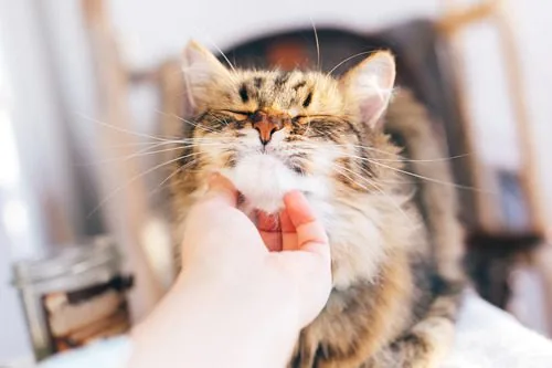 pet-owner-scratching-cat-under-its-chin