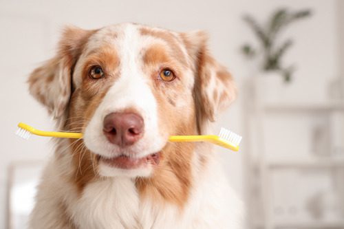 australian-shepherd-dog-holding-toothbrush-in-his-mouth-at-vet-clinic