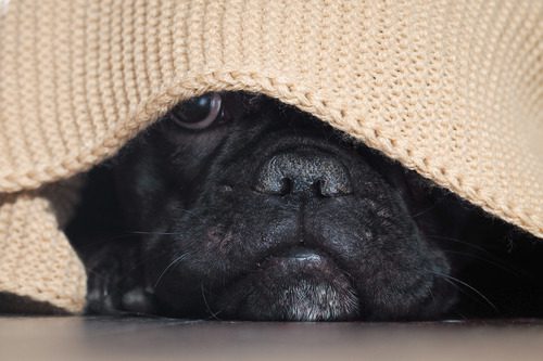 pug-dog-hiding-under-the-blanket