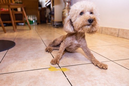 toy-poodle-dog-vomits-yellow-bile-at-home