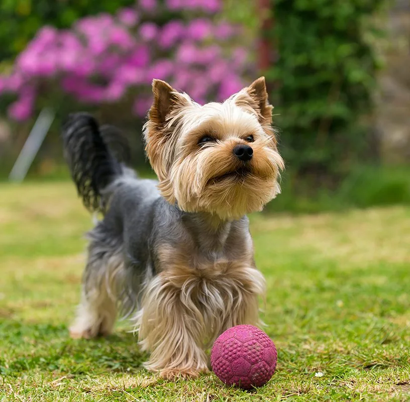 Veterinary Services In Lynnville In