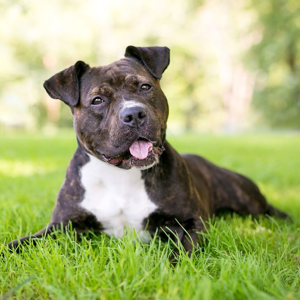 Dog Tilting Its Head