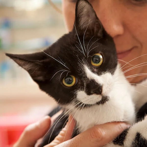 cat at veterinarian warrick in