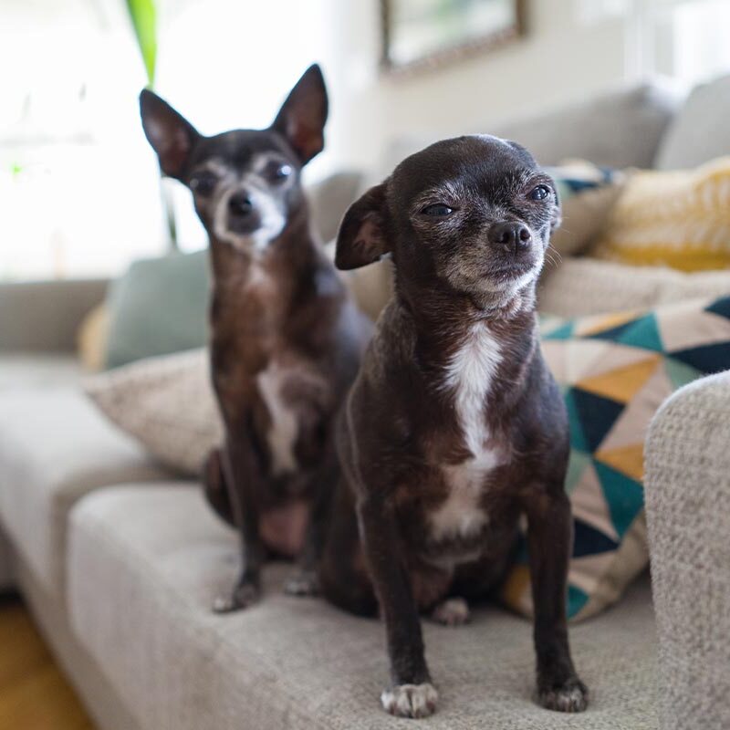 two senior chihuahuas sitting on couch inside