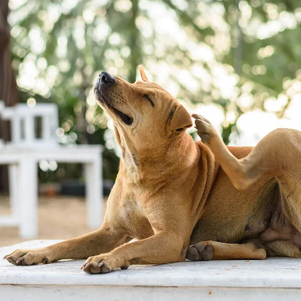 dog scratching itself