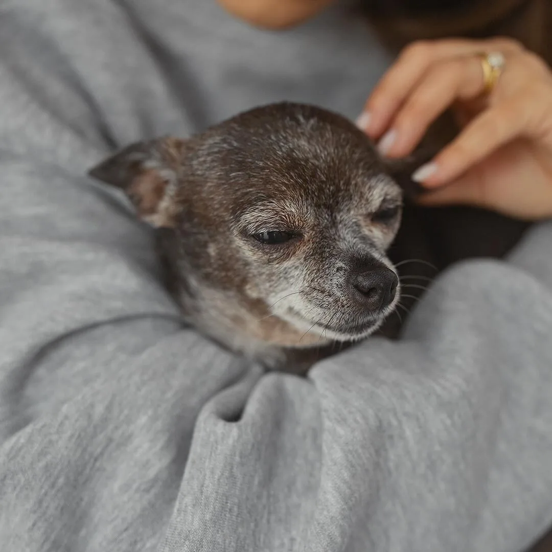 Female Holding And Petting Small Dog