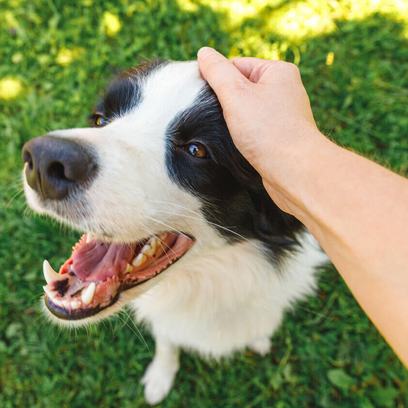 dog after getting vaccinations